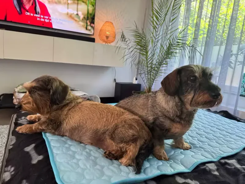 Zwei Dackel auf einer Frimouf Kühlmatte