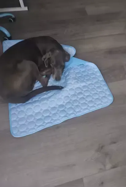 Schokobrauner Dackel auf einer Frimouf Kühlmatte