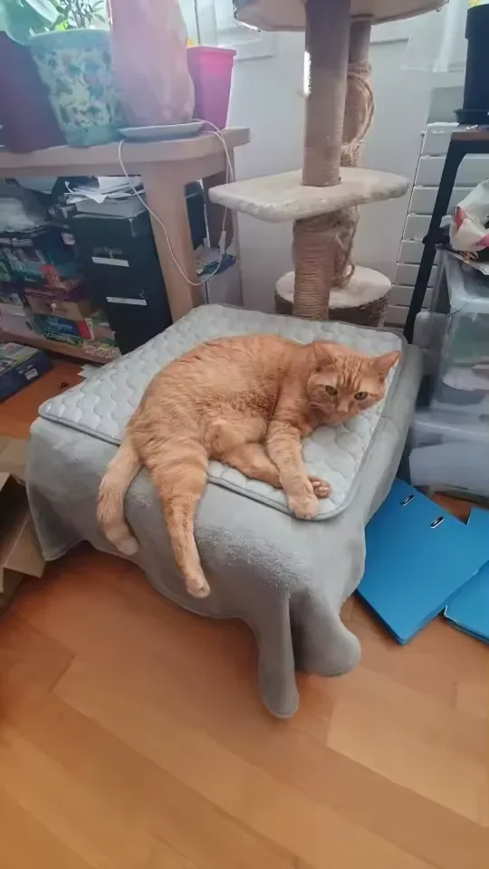 Roter Kater auf einer Frimouf Kühlmatte
