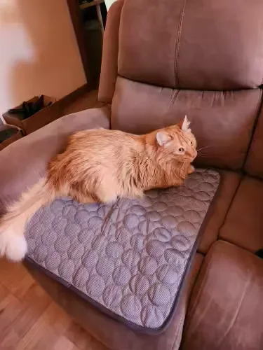 Rote Langhaarkatze auf einer Frimouf Kühlmatte