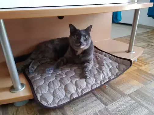 Graue Katze auf einer Frimouf Kühlmatte