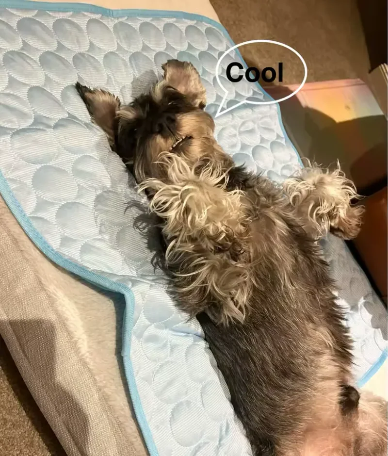Schnauzer auf einer Frimouf Kühlmatte