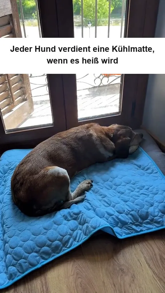 Drei Hunde nacheinander auf derselben Kühlmatte